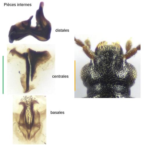 Réf. 319 137 : Carpelimus nitidus